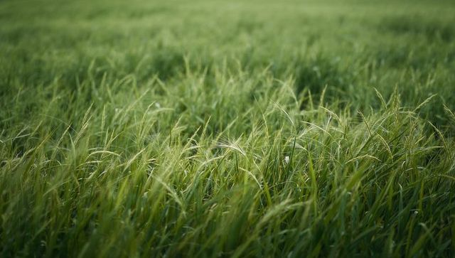 Swaying green meadow grass with awned seed heads and soft bokeh texture