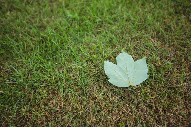Maple leaf resting on green grass, symbolizing autumn and nature's cycle. Ideal for backgrounds, seasonal promotions, environmental campaigns, and nature-themed designs.