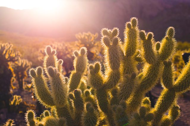 Capturing the serene beauty of desert sunrise, the photo showcases cactus plants bathed in golden light. Ideal for nature-inspired projects, travel blogs, relaxation themes, or environmental campaigns emphasizing natural beauty and tranquility.