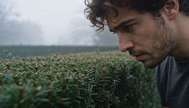 Young man inspecting dewy trimmed hedge in foggy garden morning closeup