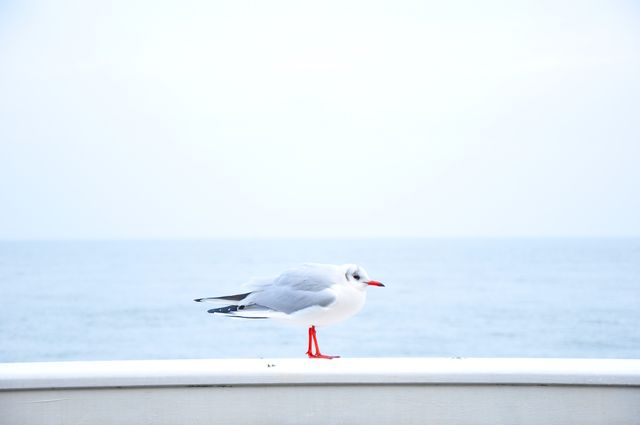 Seagull standing on a railing by the ocean with a calm sea and clear sky in the background. Ideal for use in nature and wildlife articles, seaside travel blogs, relaxation posts, conservation materials, or any content promoting tranquility and the beauty of coastal environments.