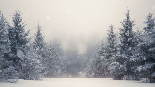 Snow-covered fir trees framing tranquil snowy clearing, falling snowflakes and soft mist