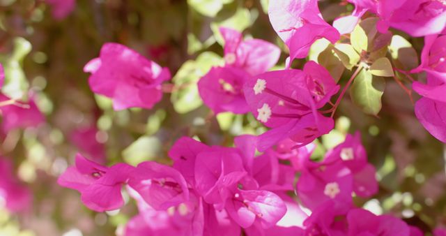 Close-up view of pink bougainvillea flowers in full bloom, showcasing vibrant colors and delicate petals. Perfect for use in themes related to nature, gardening, floristry, or tropical environments.