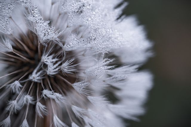 Macro shot of a dandelion covered in frost, showcasing intricate frost crystal patterns and delicate plant details. Ideal for use in nature-themed projects, botanical studies, or to evoke winter and frosty atmosphere in designs or backgrounds.