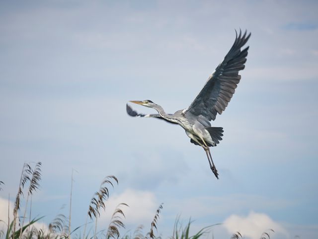 Bird Kite Vulture - Download Free Stock Photos Pikwizard.com