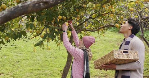 Couple harvesting lemons on sloping orchard hillside with wicker basket and cozy clothing