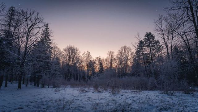 Glowing Snow-Covered Meadow Leading to Bare Trees and Evergreens at Twilight with Distant Stars