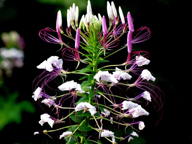 Close-up depiction of an exotic spider flower displaying a mix of vibrant purple and delicate white petals in full bloom. This scene can be used in projects regarding botany, gardening, and horticulture or to enhance nature photography collections. Ideal for educational materials, nature blogs, and flower catalogs.
