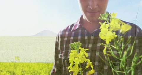 Man inspecting canola blooms while holding stems in sunlit rural field with wind turbine