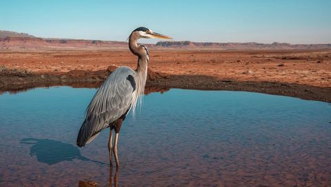 Great blue heron wading desert pool with mesa landscape reflection