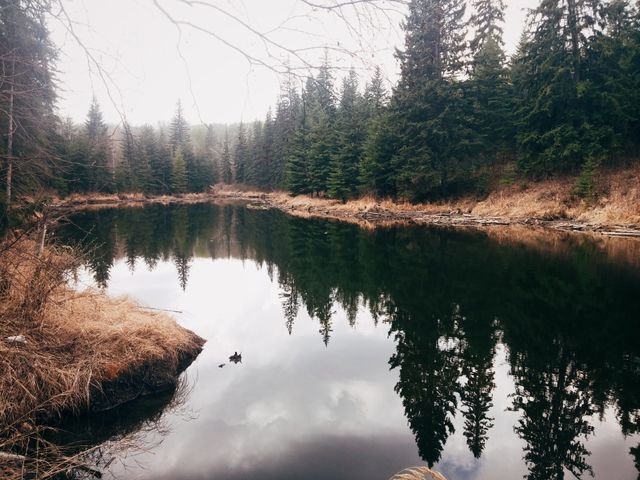 Tranquil forest river lined with towering pine trees reflecting on calm water. Serene wilderness scene captures untouched nature and tranquility. Ideal for nature-themed projects, travel promotions, environmental campaigns, and meditation resources.