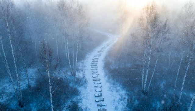 Serpentine snow-covered stepping-stone path winding through misty birch grove at sunrise