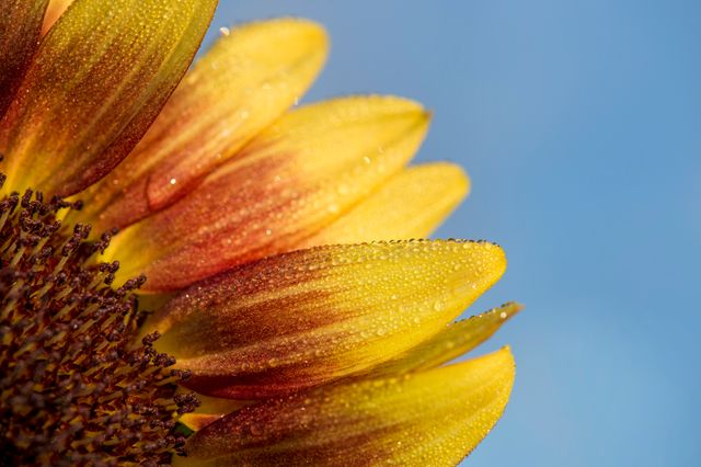 Close-Up of Sunflower Petals with Dewdrops Against Blue Sky - Download Free Stock Photos Pikwizard.com