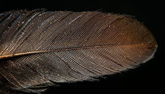 Macro metallic feather glittering with golden iridescence and fine texture on black backdrop