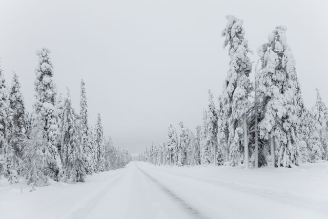 Snow covered road in a forest, surrounded by snow laden trees, during winter. Perfect for winter travel brochures, nature websites, winter holiday cards, and backgrounds for winter themed designs.