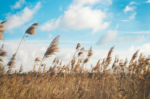 Golden Tall Reeds Swaying in Wind Against Blue Sky with Puffy Clouds - Download Free Stock Images Pikwizard.com