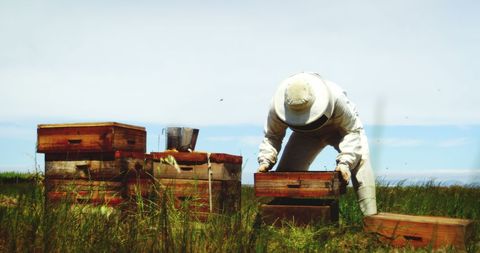 Beekeeper Harvesting Honey in Lush Apiary