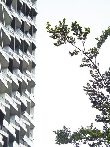 Geometric High-Rise Facade Meeting Delicate Tree Branches Creating Urban Nature Contrast