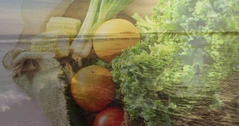 Coastal shoreline blending with fresh produce on burlap double exposure, lettuce and orange