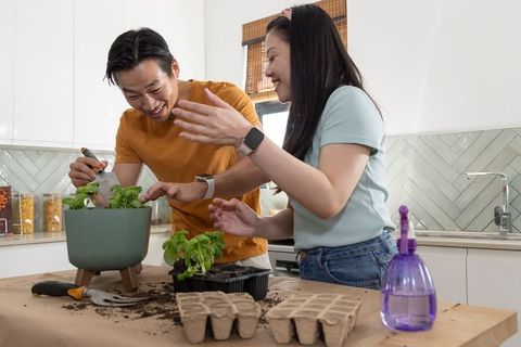 Couple planting seedlings on kitchen countertop, indoor herb gardening and repotting