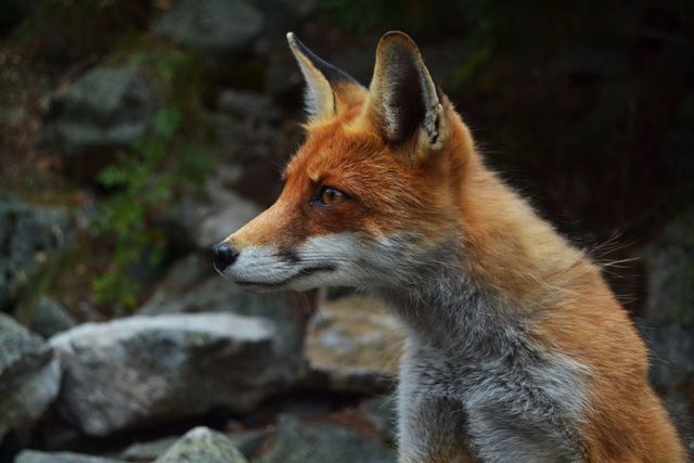 Close-up of Red Fox in Nature Habitat - Download Free Stock Photos Pikwizard.com