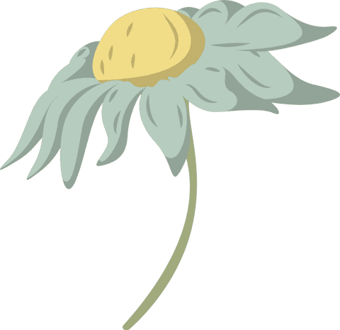 Minimalist daisy illustration with transparent background
