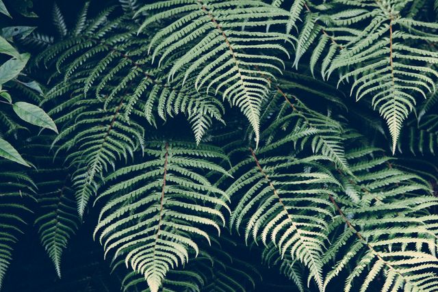 Close-up of lush fern leaves in a tropical forest, showcasing the intricate patterns and natural beauty of the foliage. Perfect for botanical gardens, nature conservation projects, environmental campaigns, and decorating home or workspace with a touch of greenery.