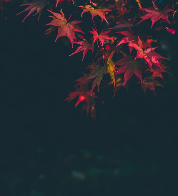 Vibrant Red and Green Maple Leaves Hanging on Tree Branch - Download Free Stock Photos Pikwizard.com