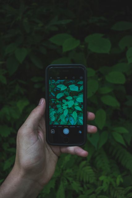 Hand holding smartphone capturing green leaves. Perfect for themes on technology in nature, digital photography, social media content, and outdoor activities.