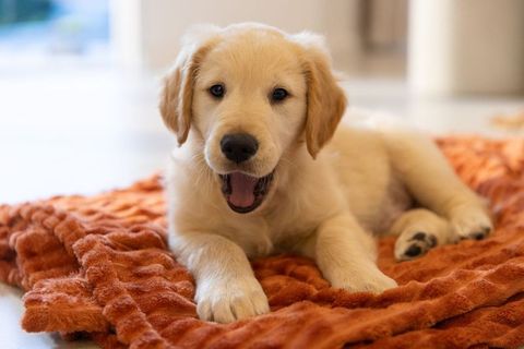 Golden Retriever Puppy Resting on Plush Orange Blanket in Bright Home Interior