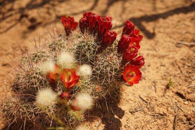 Depicts a cactus with vibrant red flowers blooming in a dry, sandy desert landscape. This is ideal for illustrating topics on desert plants, arid environments, or the resilience of nature. Suitable for educational materials, environmental blogs, and presentations on desert ecology.
