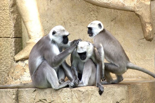 Gray langur monkeys sitting and grooming each other in natural habitat. Useful for wildlife research, animal behavior studies, educational content, or nature documentaries. Demonstrates primate social behaviors and team dynamics.