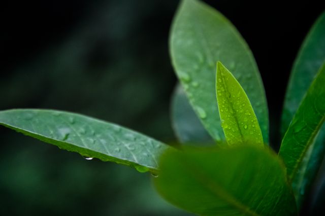 Green leaves adorned with water droplets, symbolizing freshness and natural beauty. This image works well in gardening blogs, nature-themed websites, and plant care guides. It can also be used in wellness articles to convey calmness and rejuvenation.