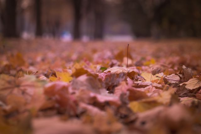 Withered Leaves on Floor Focus Photography - Download Free Stock Photos Pikwizard.com