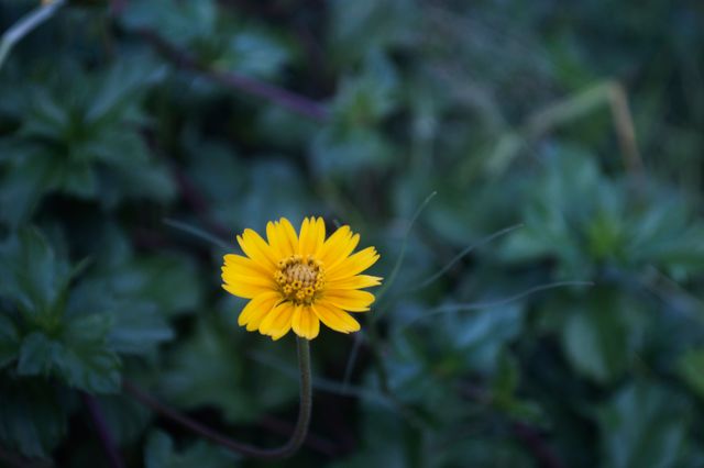 Detailed shot of a solitary yellow flower surrounded by lush green foliage. Ideal for use in nature-related content, gardening promotions, botanical studies, or floral-themed designs.