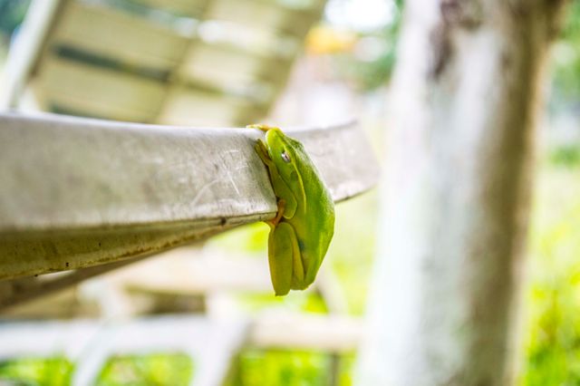 Green Tree Frog Hiding Under Metal Shelf - Download Free Stock Photos Pikwizard.com