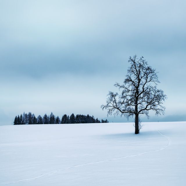 Solitary tree stands in an expansive snow-covered field, creating a serene and minimalist winter landscape. Bare branches reach towards cold, blue sky. Fantastic backdrop for winter-themed designs, holiday cards, and peaceful nature settings.