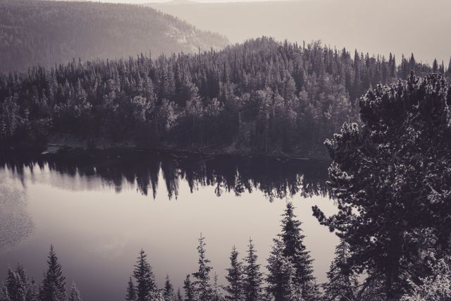 Serene Foggy Pine Forest with Reflection on Calm Lake - Download Free Stock Photos Pikwizard.com