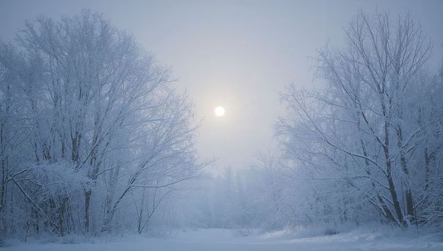 Hoarfrost-coated trees framing snowy clearing under pale winter sun