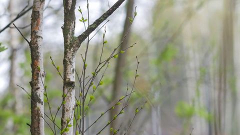 Young birch leaf trees with new leaves in spring