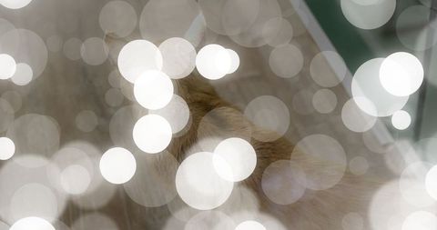 Orange tabby cat on floor with ambient bokeh effects