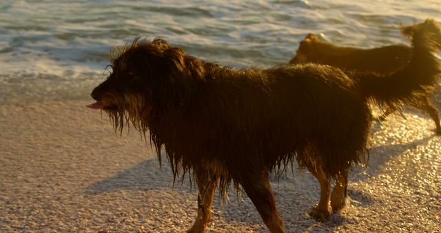 Two wet dogs enjoying a fun time playing on a sandy beach with gentle waves in background at sunset. Perfect for themes around pets, nature, carefree moments, and summer activities. Ideal for use in digital advertising, blogs about pets, vacation promotions, or nature-focused content.