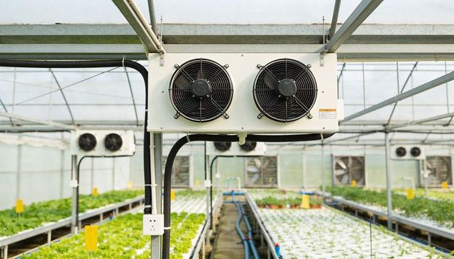Ceiling-mounted ventilation unit regulating climate for hydroponic greenhouse lettuce production