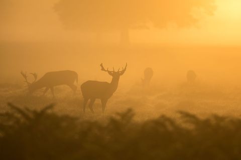 Majestic Red Deer Stags Silhouetted in Golden Morning Mist Grazing on Dewy Meadow