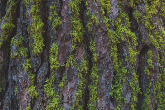 Close-up of Tree Bark with Green Moss - Download Free Stock Photos Pikwizard.com