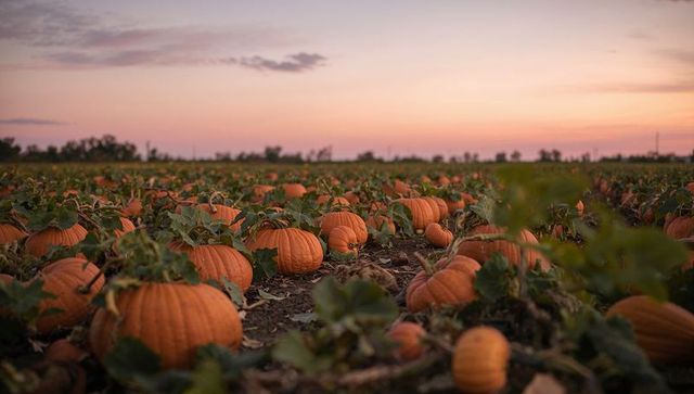 Pumpkin Patch at Dusk with Bountiful Harvest