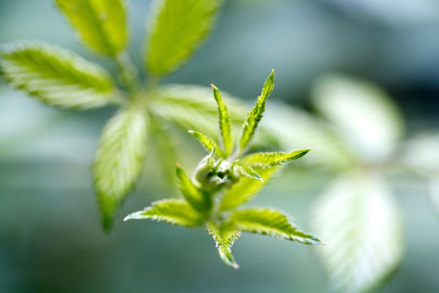 Close-Up of Green Plant with Blurred Background - Download Free Stock Photos Pikwizard.com