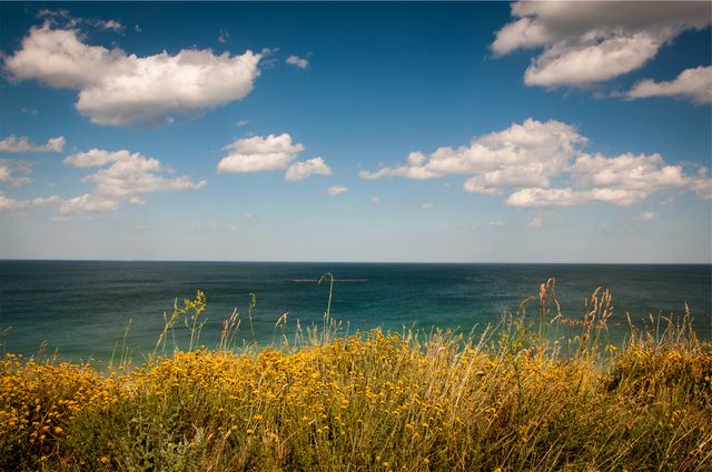 Wildflowers in foreground with vast ocean and blue sky creating a peaceful and tranquil scene. Perfect for backgrounds, nature-themed projects, travel blogs, or relaxation content. Ideal for promoting outdoor activities, summer, and environmental themes.