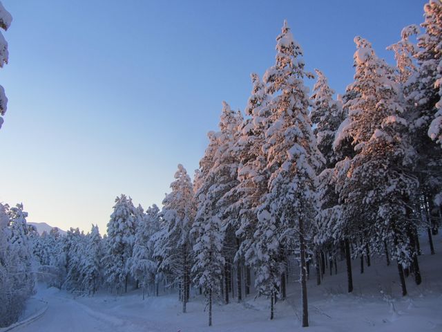This peaceful scene showcases snow-covered pine trees basking in the warm glow of sunset. Tall pine trees have branches heavy with fresh snow, and the vibrant sky contrasts beautifully with the white landscape. Perfect for emphasizing the beauty of the winter season, this image can be used for holiday cards, winter-themed advertisements, nature blogs, and social media posts to evoke a sense of calm and serenity.