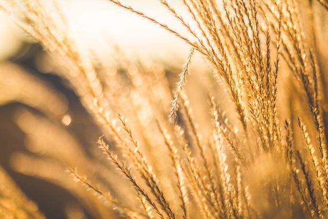 Golden wheat stalks bathed in sunlight provide a serene and warm atmosphere. Ideal for use in agricultural promotions, nature calendars, or as background imagery in environmental campaigns.